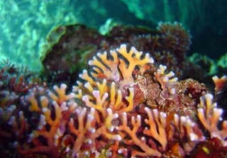  Fauna y flora acuáticas preservadas 